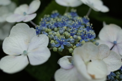 R0353224　アジサイ