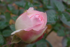 P1200280　待ってます ♪