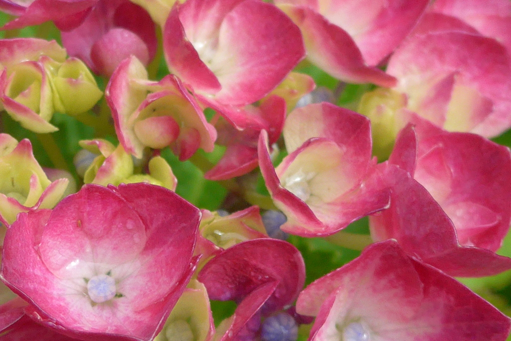 P1300518　あじさい