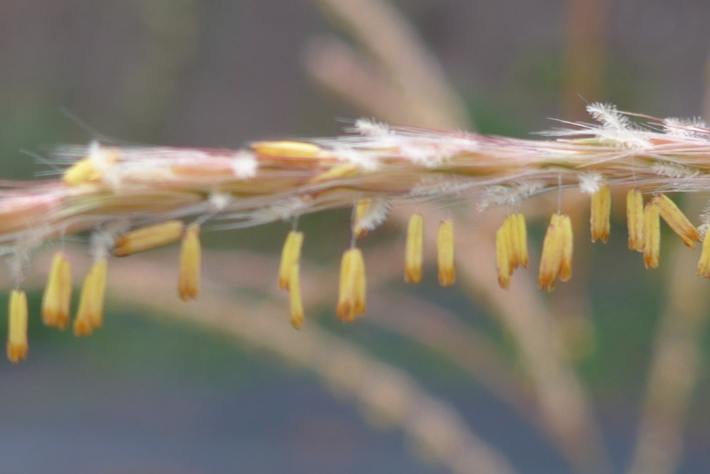 P1390197　ススキの花