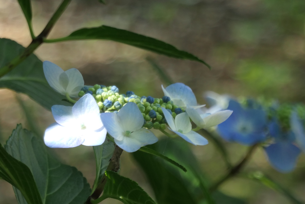 P1012313　いつもの公園で