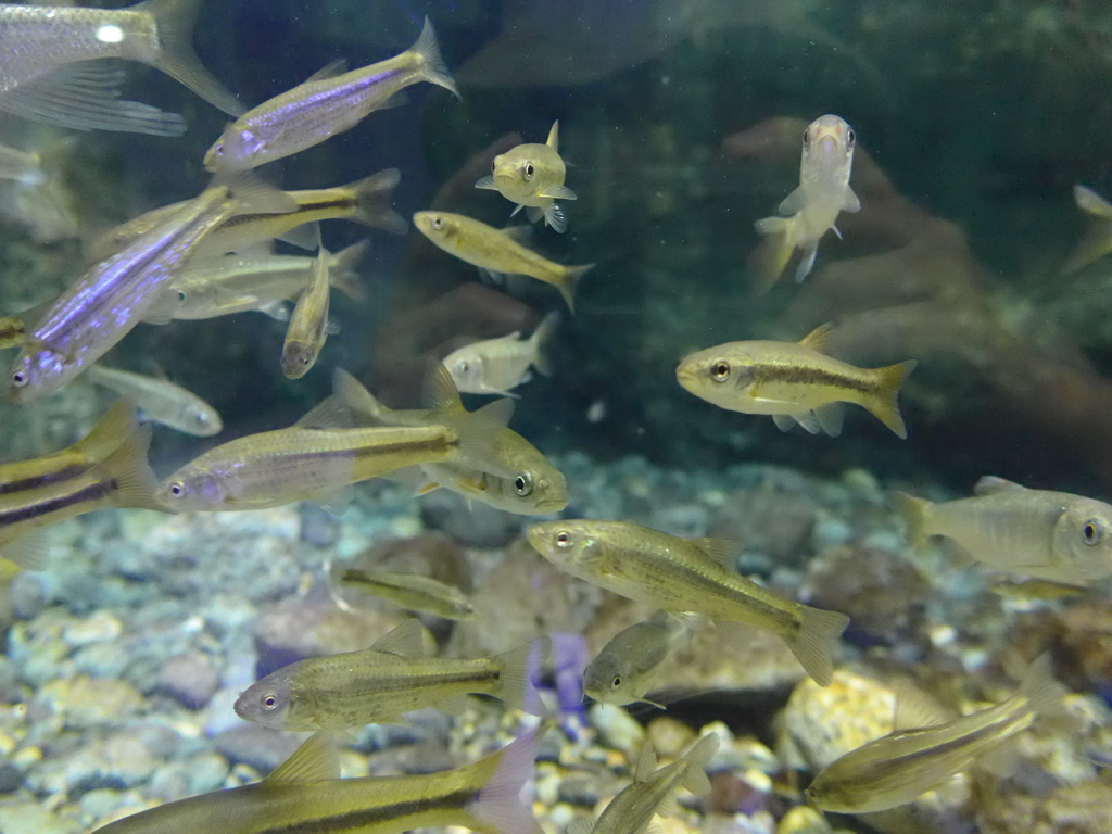 P1090641　水族館にて