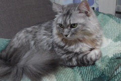 P1120513　ねこさん