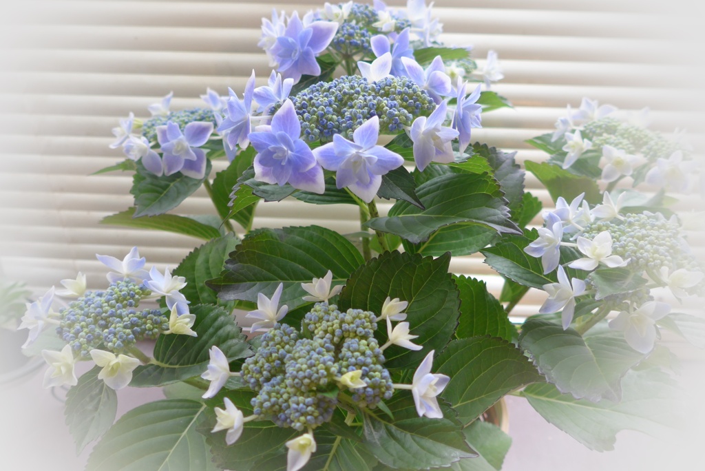 P1220502　母の日に～♡♪