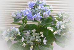 P1220502　母の日に～♡♪