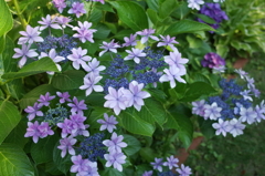 R0352551　さあ踊りましょう～♪