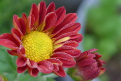 P1180816　小菊