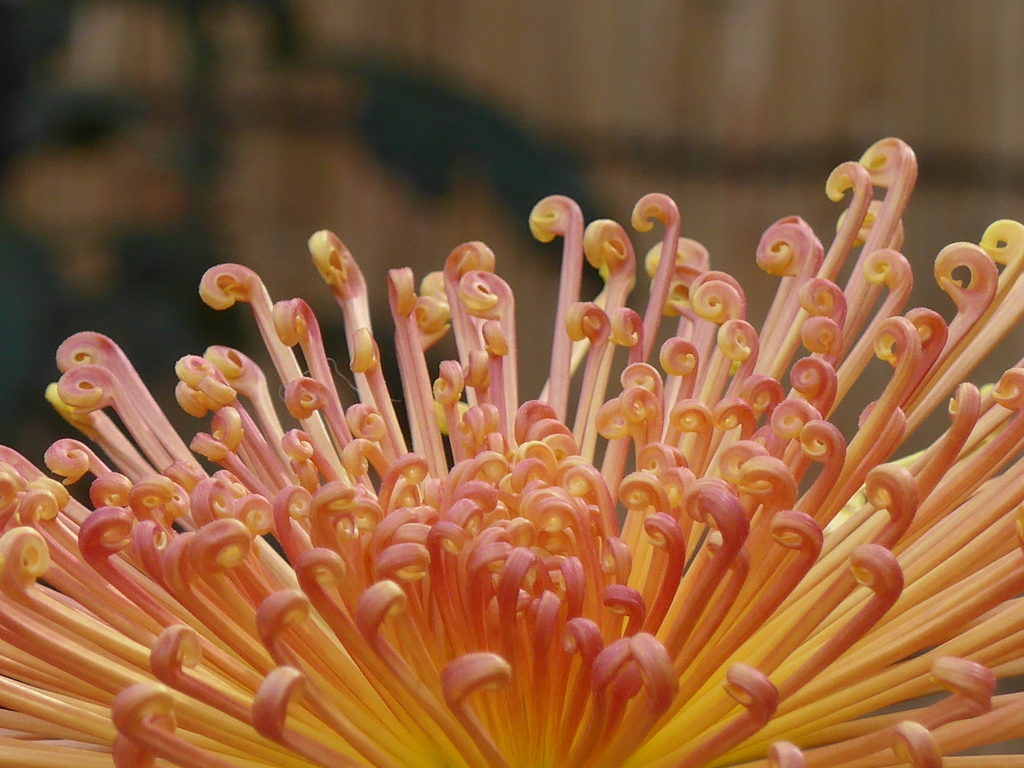 P1120422　「菊まつり」にて