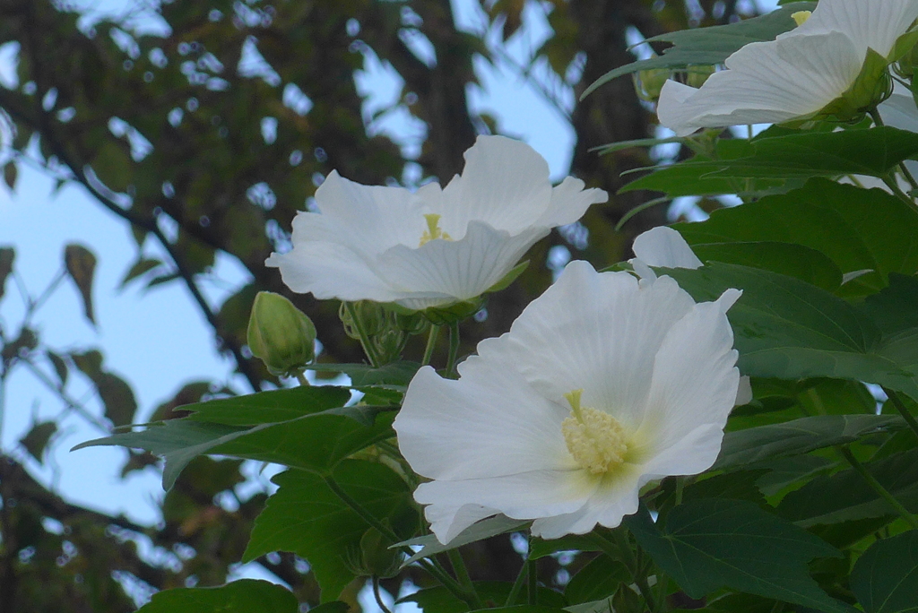 P1360779　芙蓉