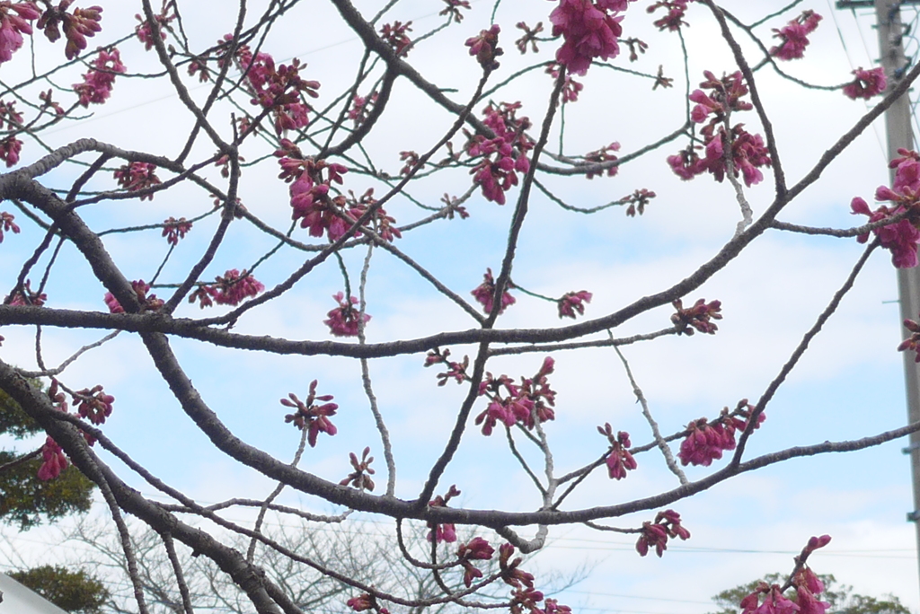 P1320212　寒緋桜