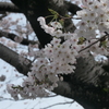 P1057918　さくら
