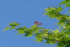 P1220588　赤いプロペラ