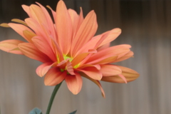 P1069481　菊