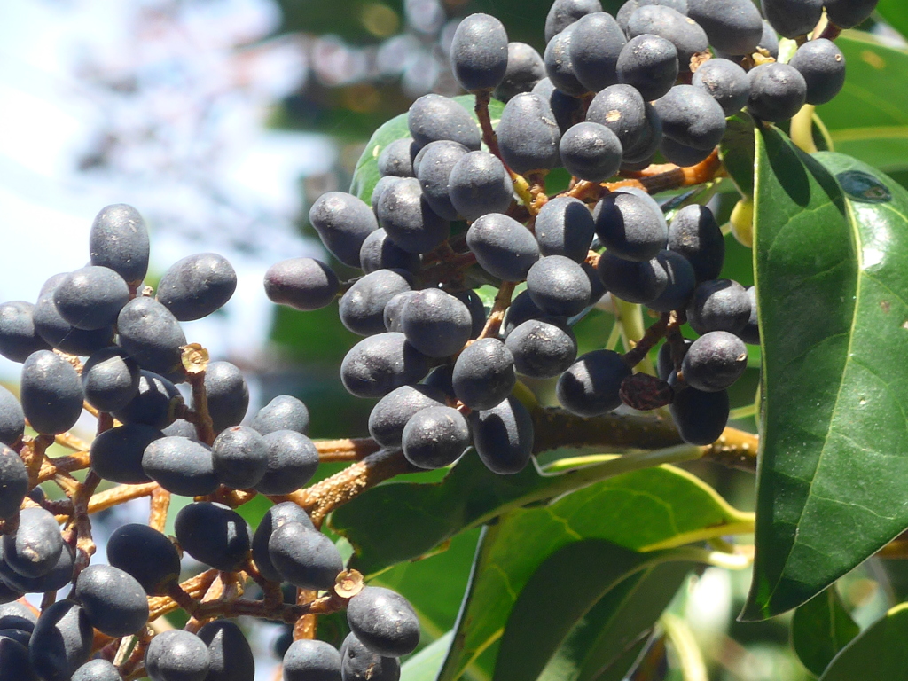 P1130050　黒い実