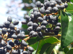 P1130050　黒い実