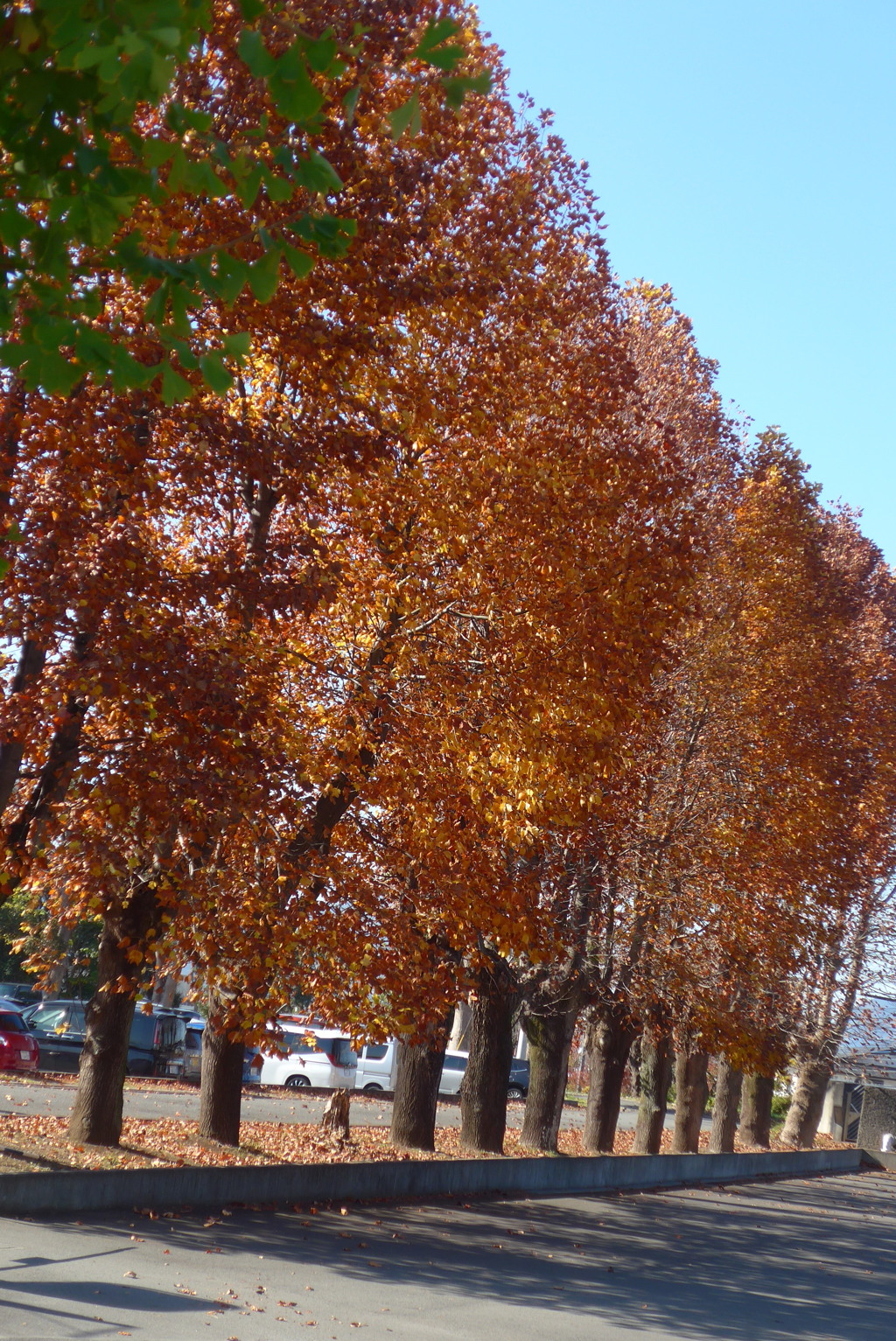 P1390262　晩秋の木立ち