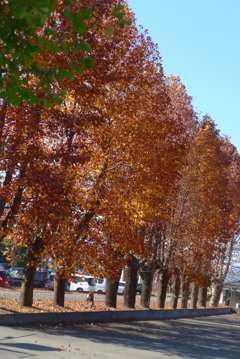 P1390262　晩秋の木立ち