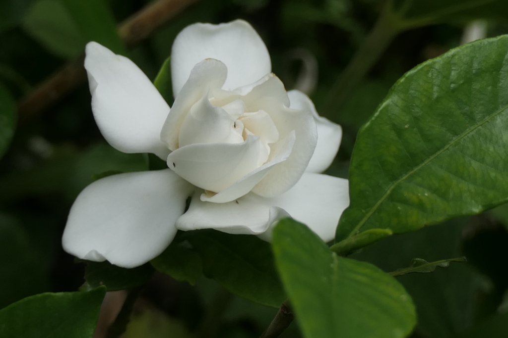 P1046443　クチナシ