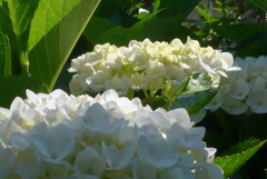 P1220980　あじさい
