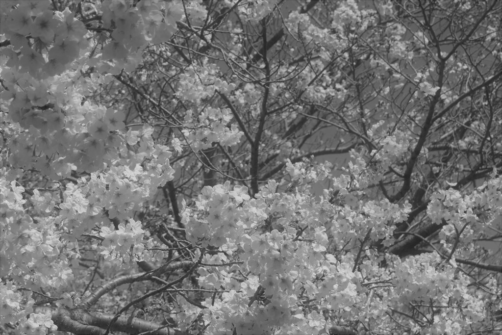 P1023522 (2)　春いっぱい