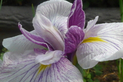 P1230266　花菖蒲