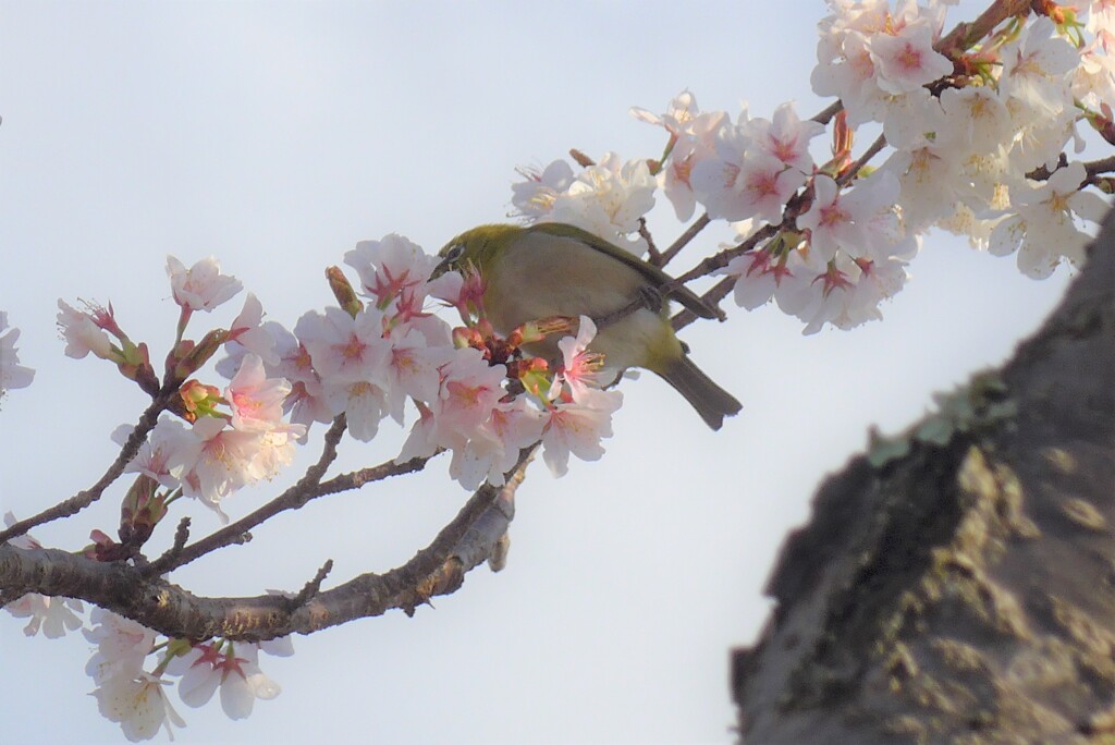 P1260536 (2)　メジロさんと桜