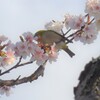 P1260536 (2)　メジロさんと桜