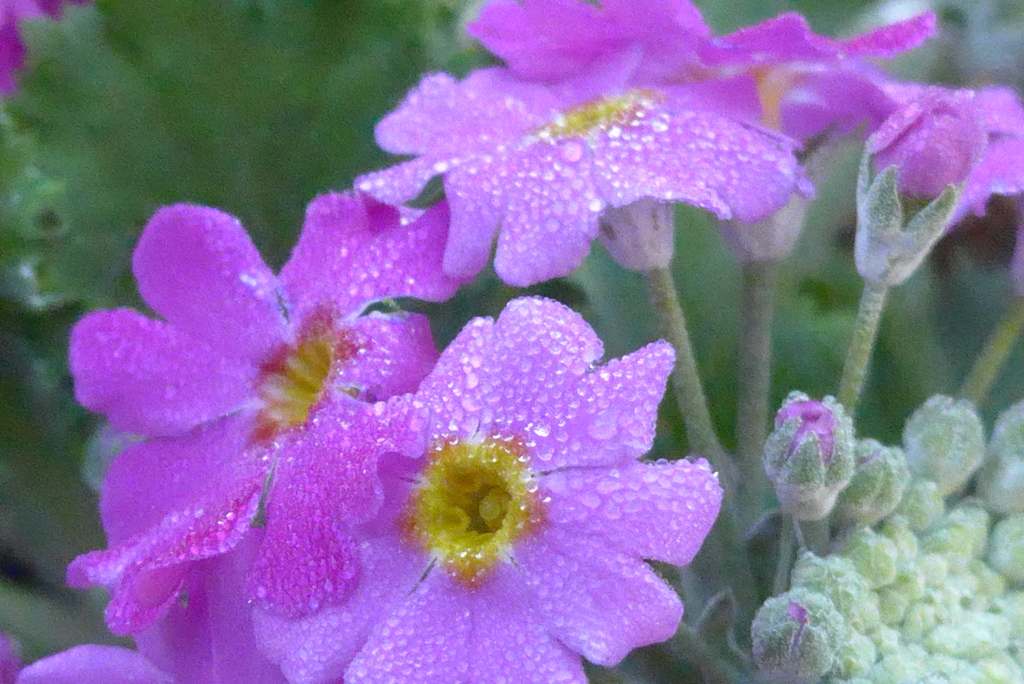 P1190759　冬の雨に