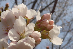 P1070981　さくら♪