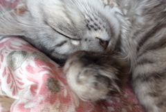 P1130761　ねむりねこ