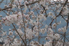 P1350336　桜