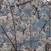 P1350336　桜