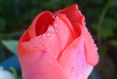 P1210157　永遠の愛（花言葉）