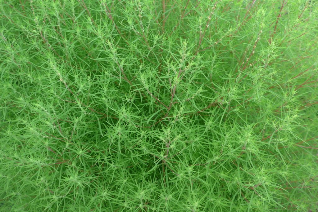 ホウキ草