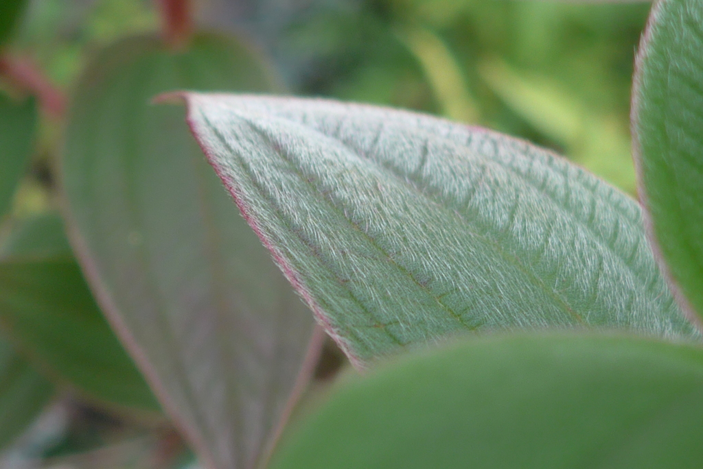 P1390374　綺麗な葉っぱ