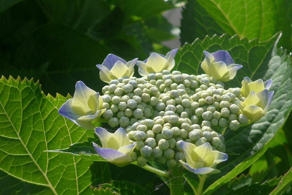 P1160124　初々しく