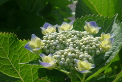 P1160124　初々しく