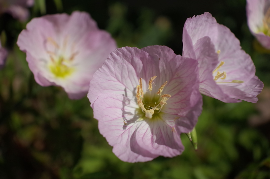 R0353499　自由な心（花言葉）