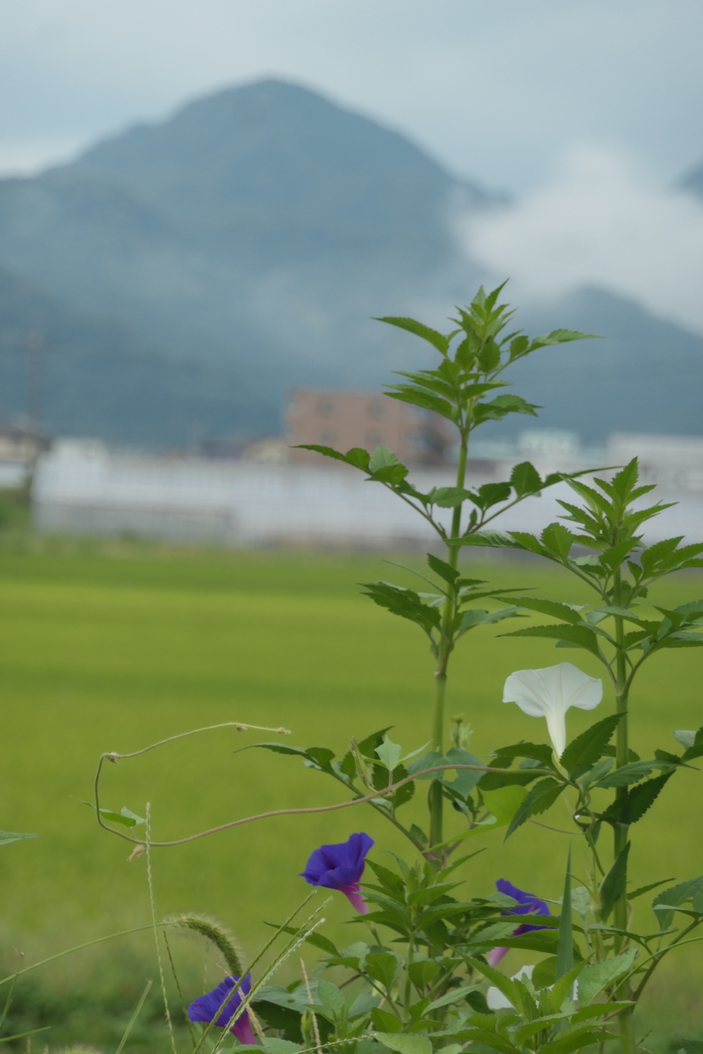 P1046874　ある朝の風景