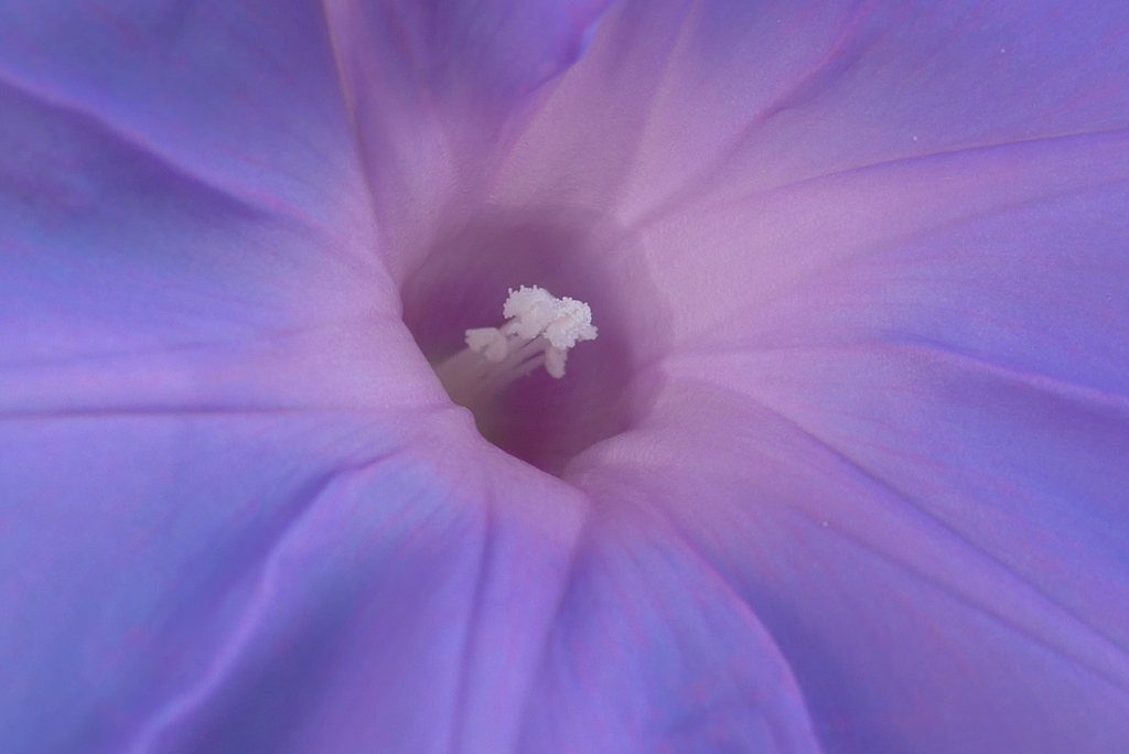 P1160689　あさがお