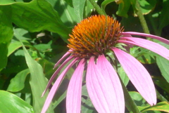 P1230746　夏の花