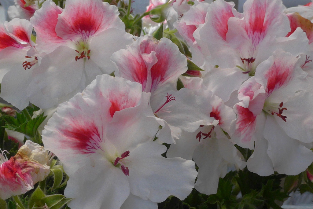 P1300037　紅をさして