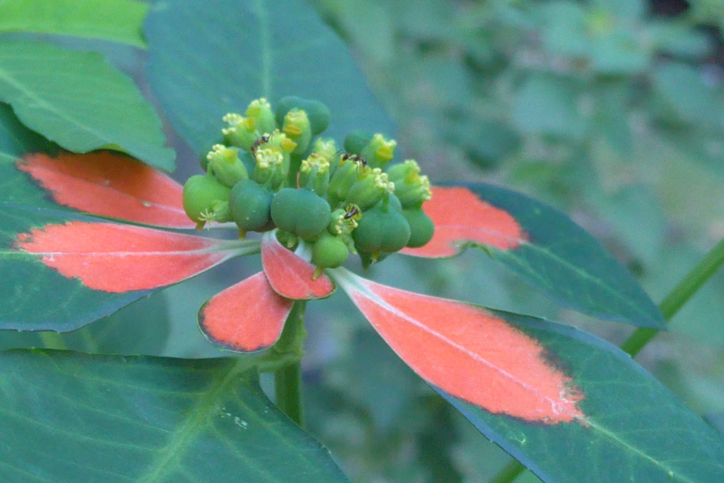 P1310230　お花のような…