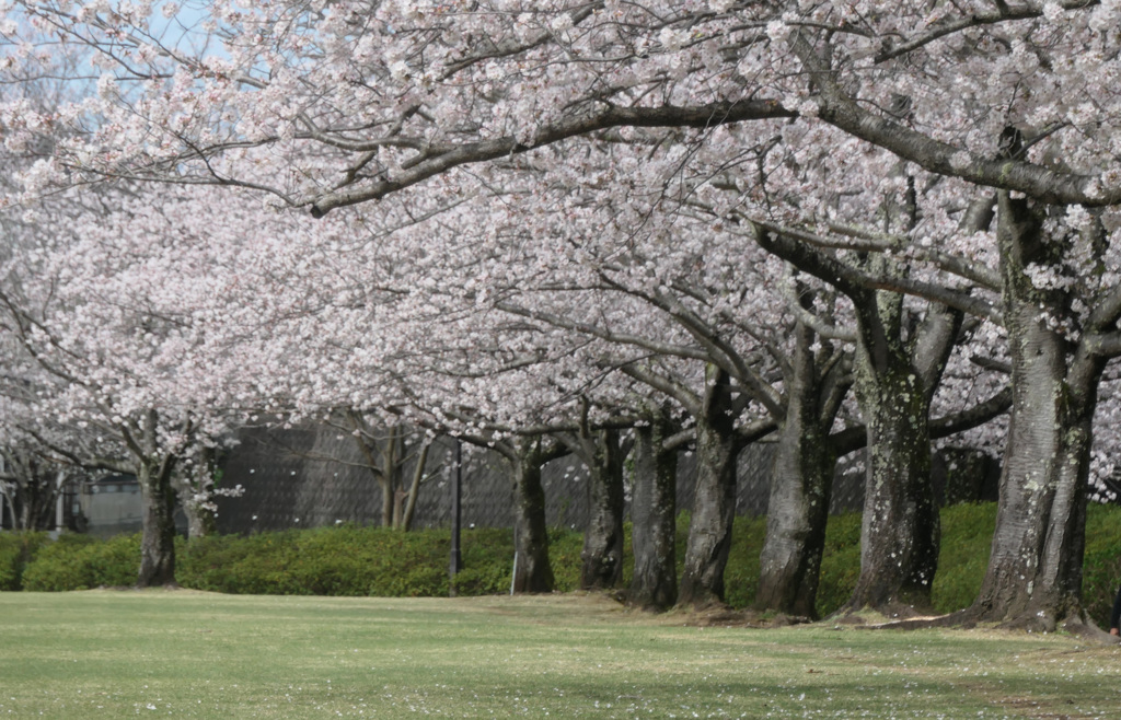 P1057956 (2)　桜咲く公園