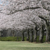 P1057956 (2)　桜咲く公園