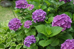 R0352475　紫陽花
