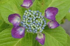 P1080273　紫陽花
