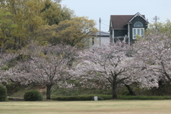 P1035487　桜咲く公園