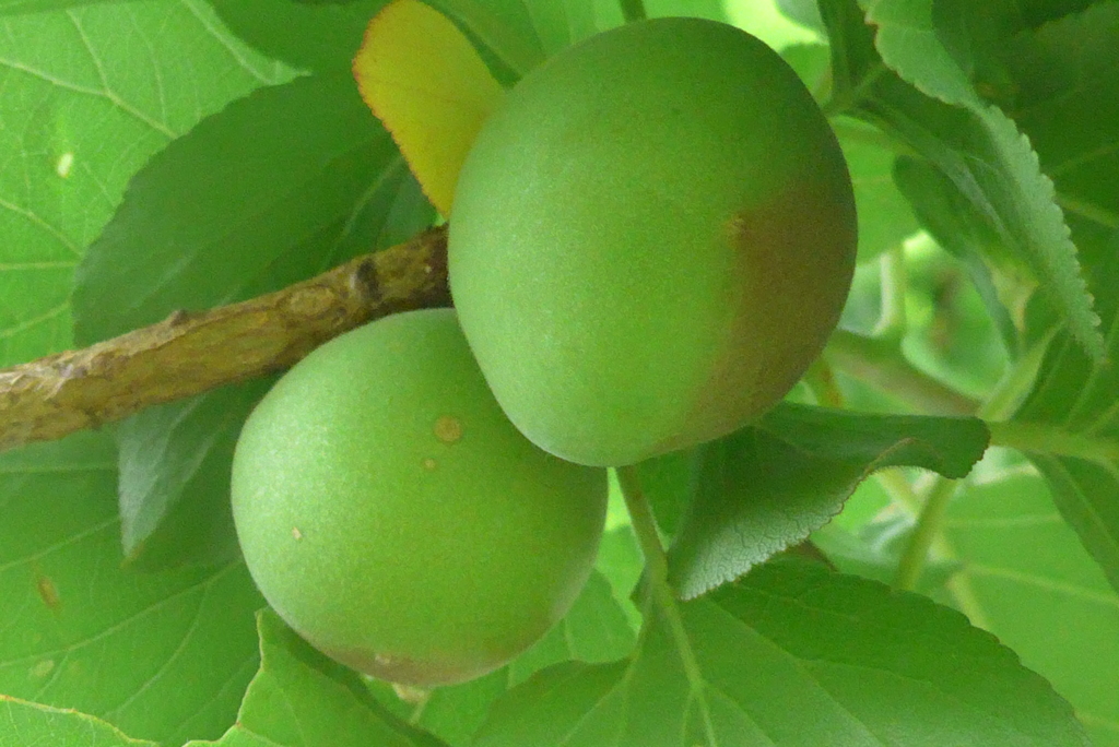 P1220880　ウメの実