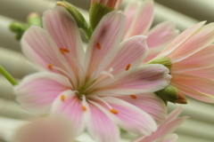 P1000656　窓辺の花